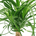 thumbnail image 5 of Ponytail Palm, Medium Indirect Sunlight, Indoor Live House Plants, Grow Pot, 5 of 8
