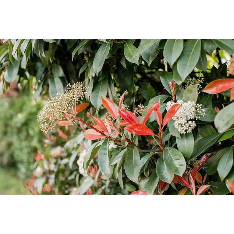 Florida Foliage Photinia Red Tip, Evergreen Shrub, 3 Gallon, Hedge Plant,  8-12 ft Growth - Walmart.com