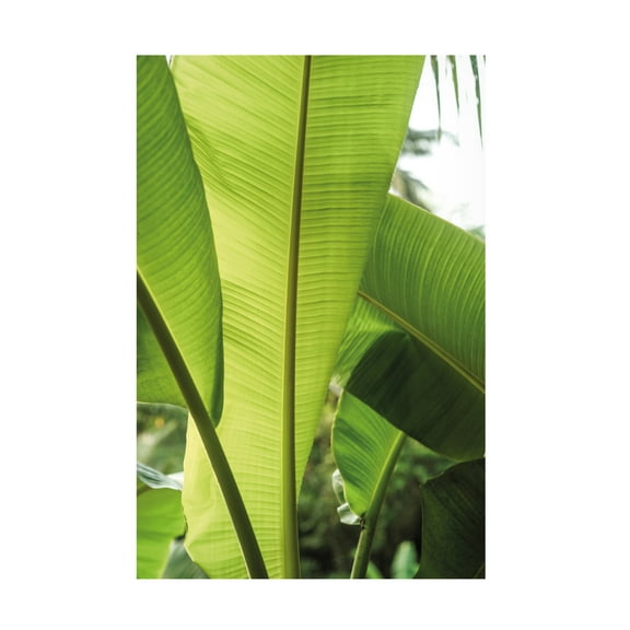 Trademark Fine Art Shot by Clint Tropic Bananna Canvas Wall Art