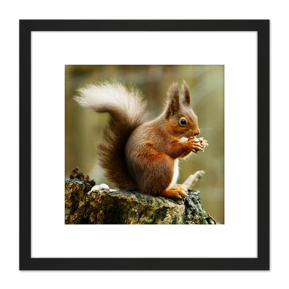 Trimming Red Squirrel Eating Forest Nature Photo 8X8 Inch Square Wooden Framed Wall Art Print Picture with Mount
