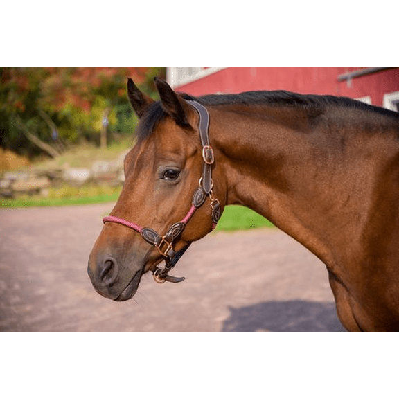 Henri de Rivel Leather Rope Halter Havana Cob