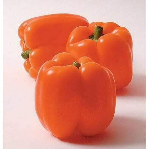 50 Graines de Poivron ORANGE Sun Doux Capsicum Légumes