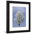 thumbnail image 1 of Bradford Pear in Full Bloom, Louisville, Kentucky, USA, Botanical Framed Art Print Wall Art by Adam Jones Sold by Art.Com, 1 of 5