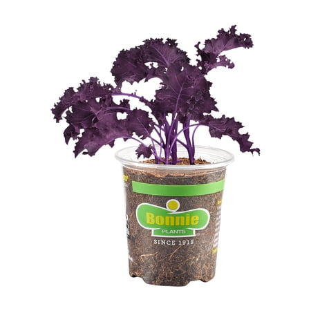Bonnie Plants Purple Kale, Live Plant, 19.3 oz.