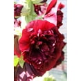 thumbnail image 6 of Seedville 25 Scarlet Double Hollyhock Plant Seeds, 6 of 11