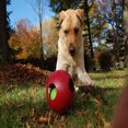 thumbnail image 2 of CHUANK Teaser Ball 8 inch Red  Hard Plastic plus Squeaker Toy for Dogs, 2 of 7