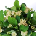 thumbnail image 5 of American Plant Exchange Crown of Thorns in 6" Pot, Yellow Flowers Year Round, Salt & Drought Tolerant Succulent, Easy to Care Flowering Landscape Shrub, Container Garden and Indoor Plant, 5 of 5
