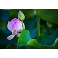 thumbnail image 2 of Jenny Rainbow Fine Art 18x14 White Modern Wood Framed Museum Art Print Titled - Graceful Lotus, 2 of 4