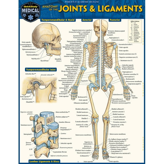 Anatomy of Joints & Ligaments: A Quickstudy Laminated Reference Guide, (Paperback)