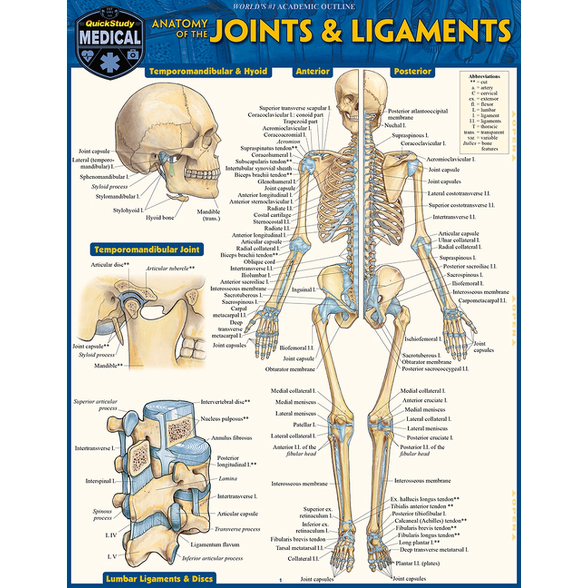 Anatomy of Joints & Ligaments: A Quickstudy Laminated Reference Guide, (Paperback)