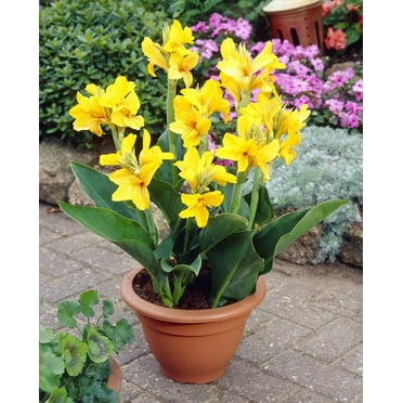 CZ Grain Large Yellow Canna Lily Plant Bulbs (5 Count), Stunning Yellow Blooms