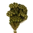 thumbnail image 2 of Vickerman 12-16" Yellow/Green Brunia, 4 oz Bundle, Preserved, 2 of 5