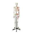thumbnail image 6 of MonMed | Medical Skeleton Model Life Size Human Skeleton Model, Numbered, 6 of 7