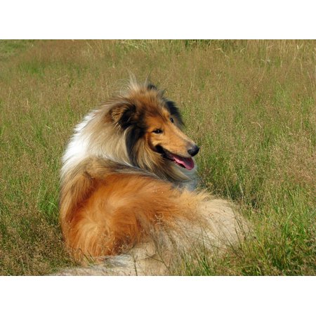 Canvas Print Dog Breed Rough Collie Animal Pet Canine Collie Stretched Canvas 10 x