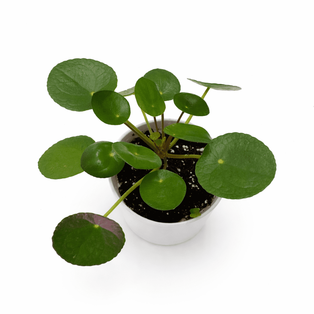 Chinese Money Plant (Pilea Peperomioides) Live Plant in 4” Modern White Decorative Pot with Saucer – Indoor Houseplant Decor