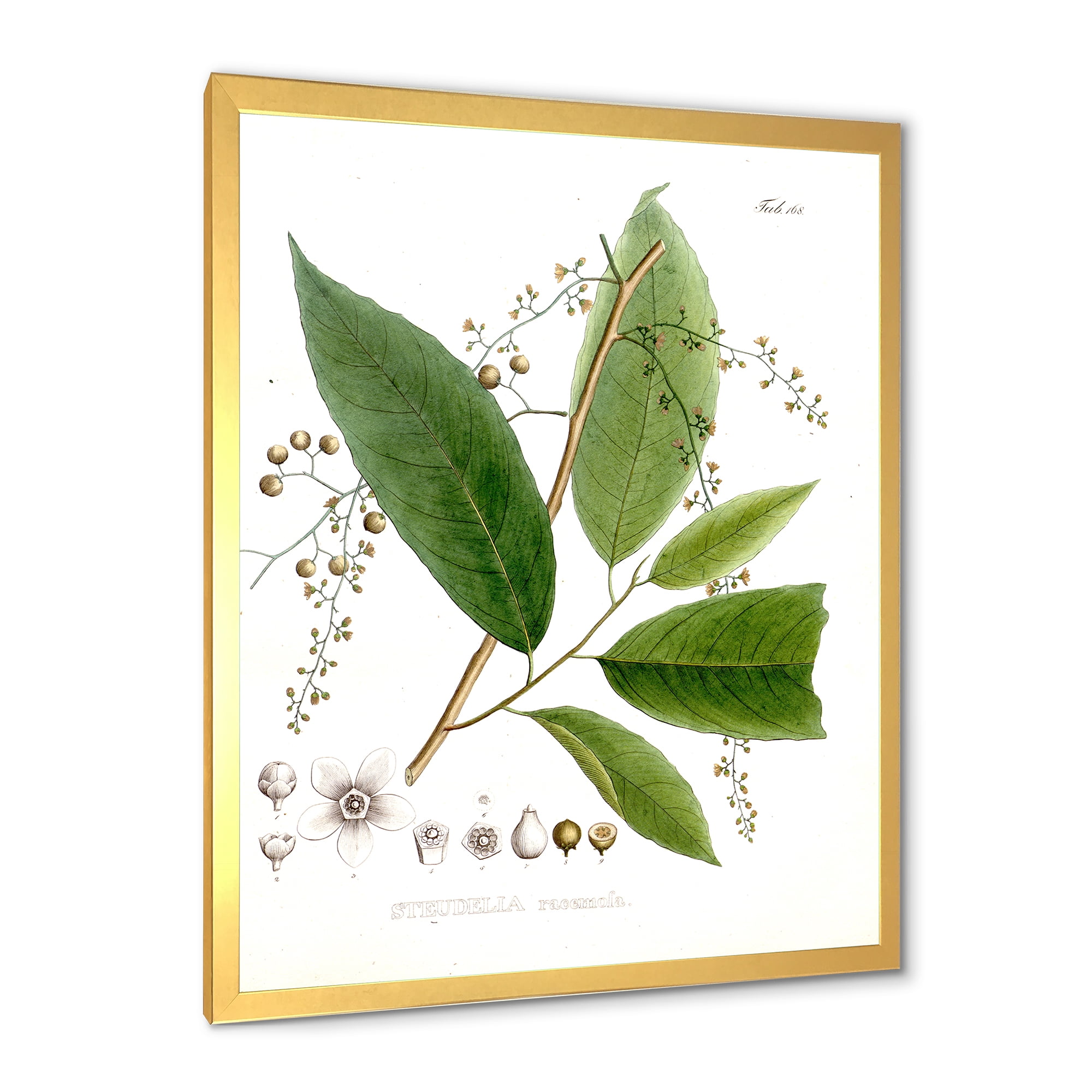 Designart 'Ancient Brazilian Plant I' Traditional Framed Art Print