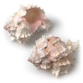thumbnail image 1 of Ensemble de 2 Coques Murex, 1 of 1