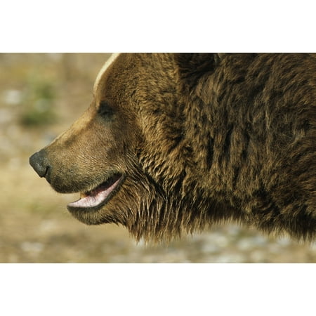 Posterazzi Profile Of Brown Bear Denali Np In Alaska Spring Canvas Art - Doug Lindstrand  Design Pics (34 x