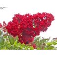 thumbnail image 3 of 1000 Bulk CREPE MYRTLE Mixed Colors Lagerstroemia Indica Mix Tree Shrub Flower Seeds - Red, Purple, Light Pink, Dark Pink, White, & Lilac, 3 of 10