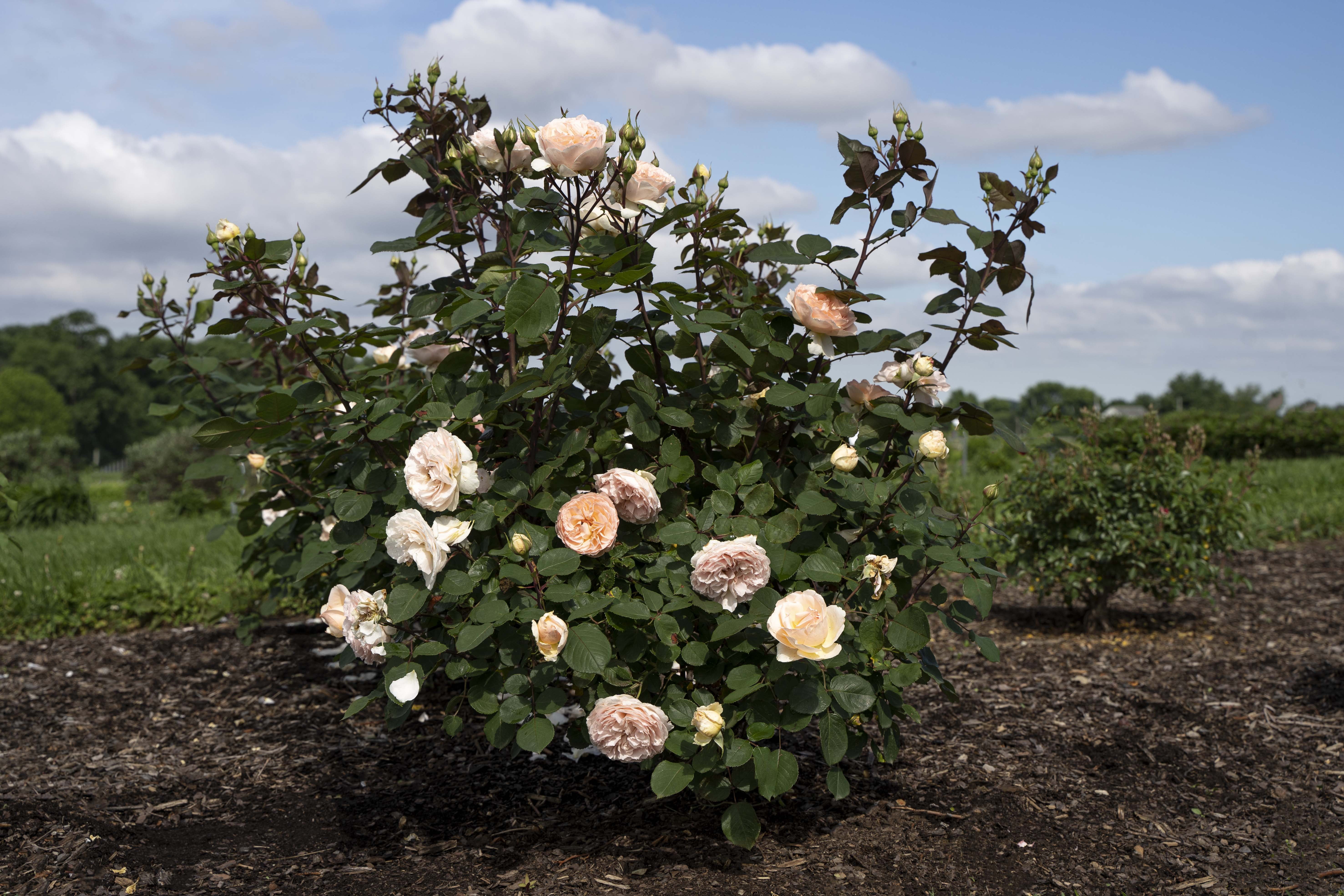 Scentables™ Parfuma® Bliss Hybrid Tea Rose - Peach Blooms - Live Plants - 2 Piece