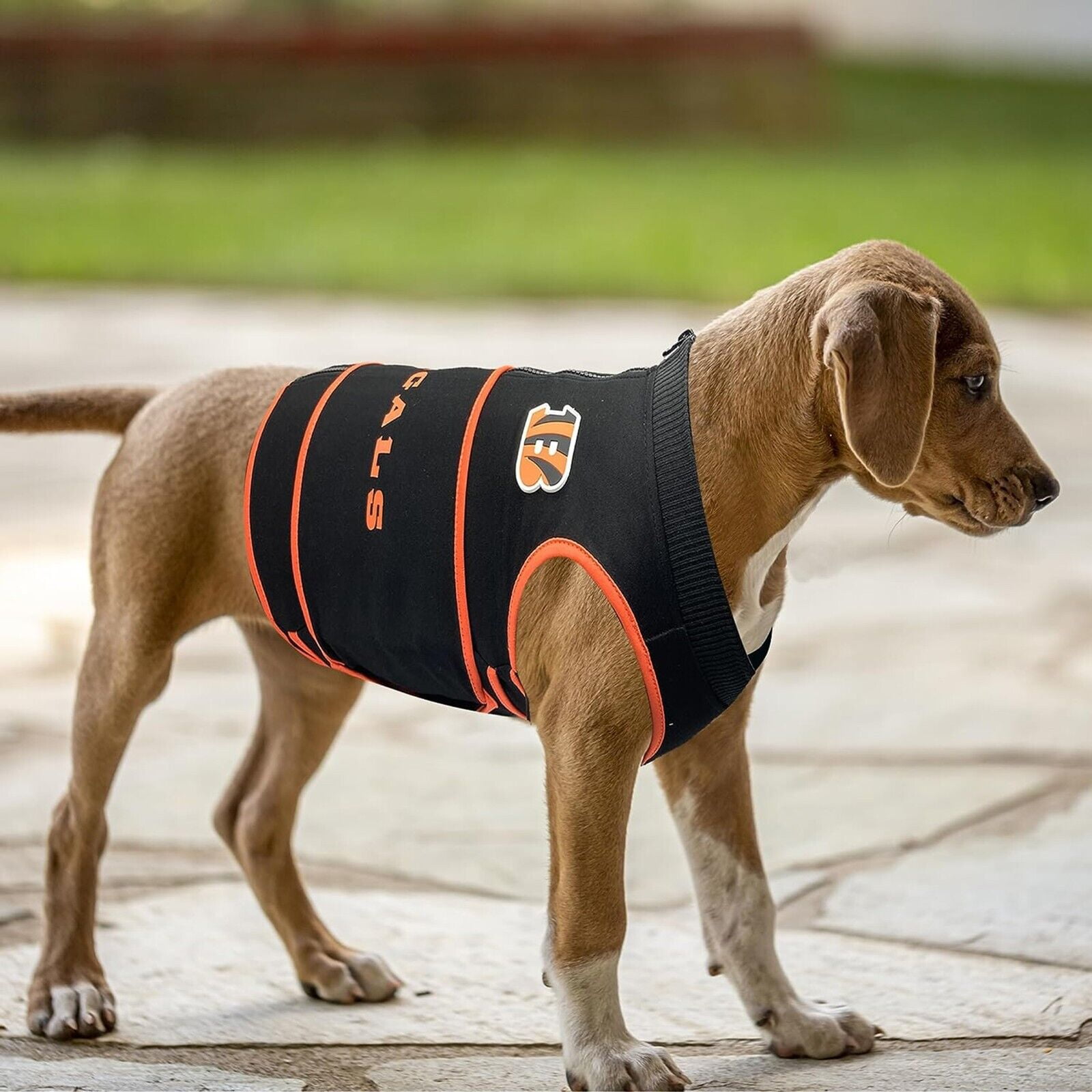 Cincinnati bengals dog jersey online