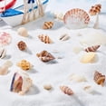 thumbnail image 5 of 175g Mixed Ocean Beach Spiral Seashells 10 Styles Natural Craft Seashell Charms Small Conch Shell with Hole, 5 of 9