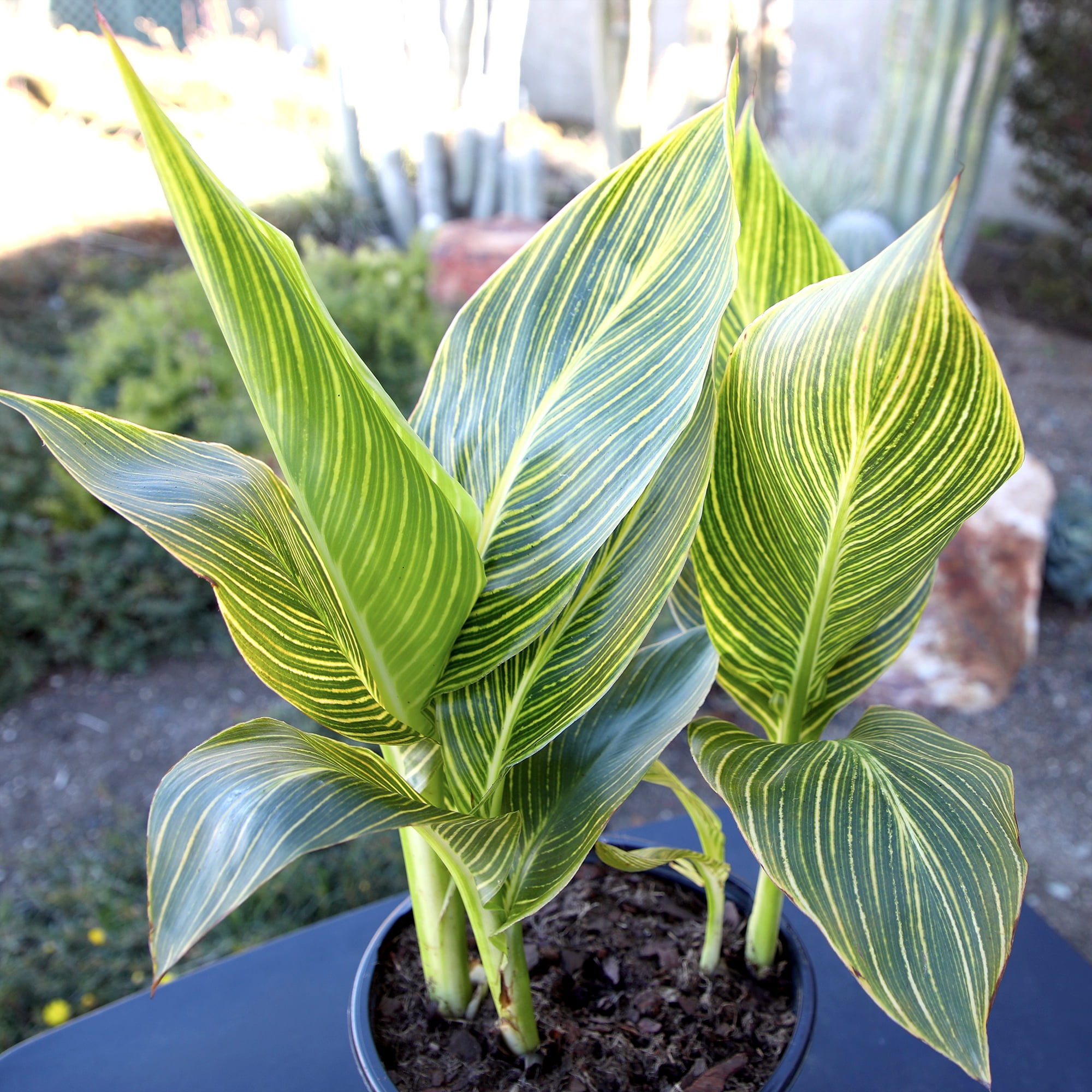 Altman Plants Gold Tropicanna Canna Lily | Garden Perennial, Outdoor Plant | 4qt. Grow Pot; Full Sun