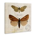 thumbnail image 4 of Stupell Industries Butterfly Latin Studies Insects Painting Wrapped Canvas Art Print Wall Art, 30 x 30, 4 of 8