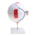 thumbnail image 1 of Simulation Modèle d'Étude Anatomique Modèle d'Œil Humain Figurine de Laboratoire de Boule d'Œil Fournitures, 1 of 9