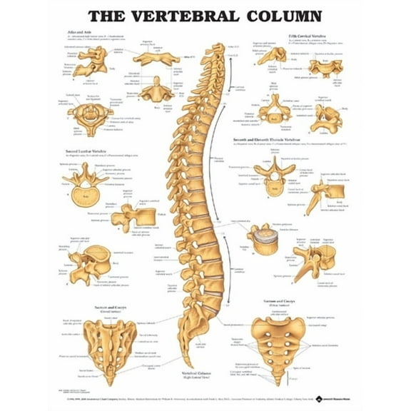 The Vertebral Column Anatomical Chart (Other)