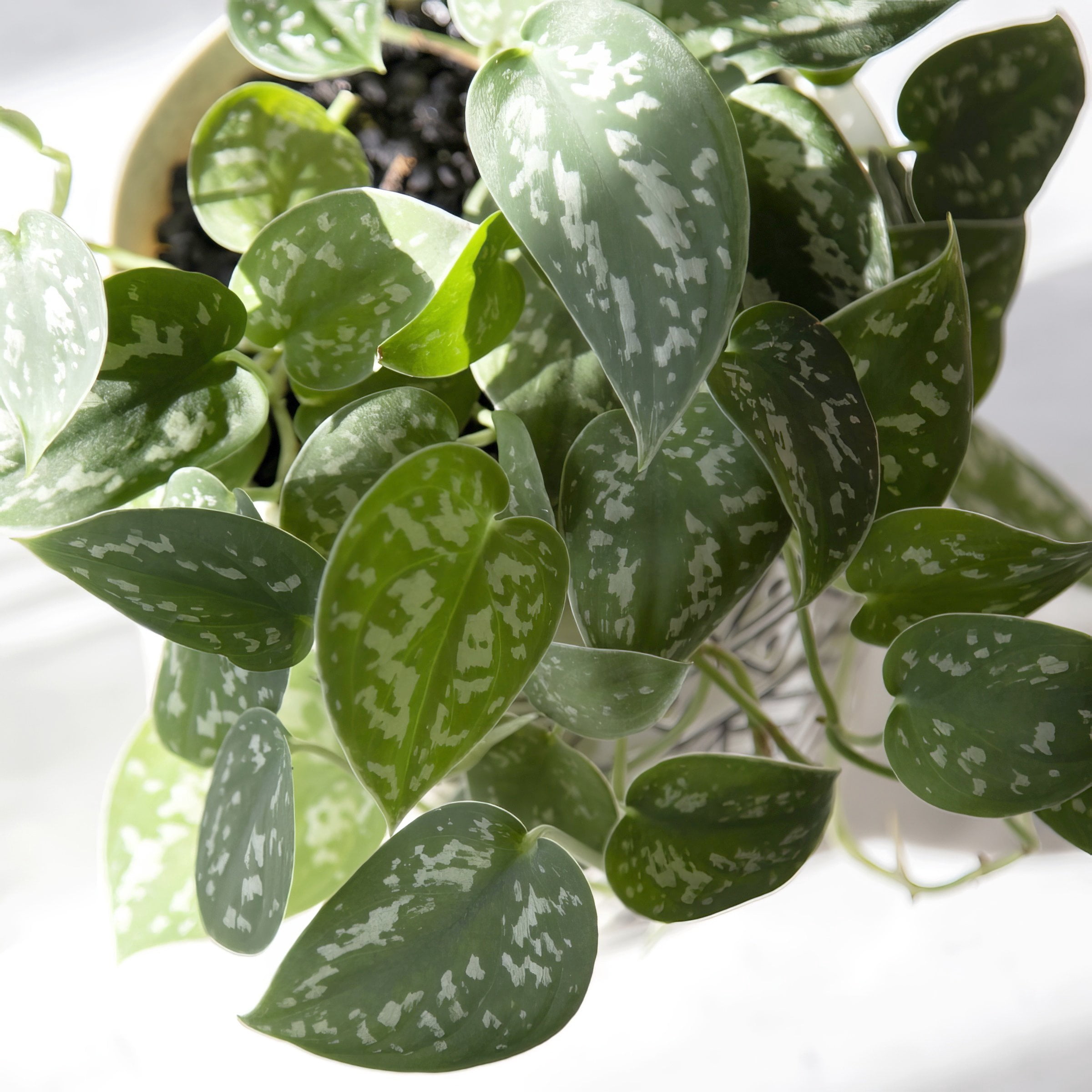 6 in. Pothos Silver Satin Plant in Grower Container