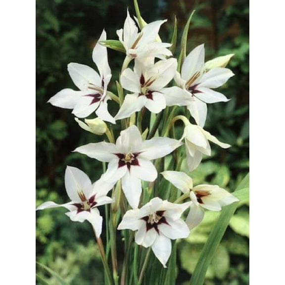 Acidanthera Flower Bulbs - Pack of 6 Bulbs - A Summer-Blooming Bulb in The Gladiolus Family. - Country Creek LLC
