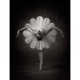 thumbnail image 3 of Studio, Catchlight 15x18 Black Modern Framed Museum Art Print Titled - Floral Ballet, 3 of 5
