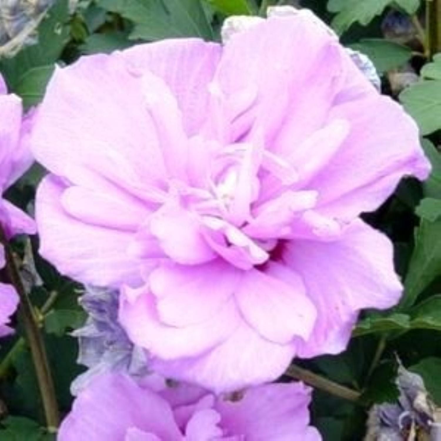 Expert Gardener 3-4 ft tall Purple Althea Tree Form Live Tree in 7-Gallon Grower Pot