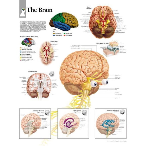 The Brain chart : Wall Chart (Wallchart)