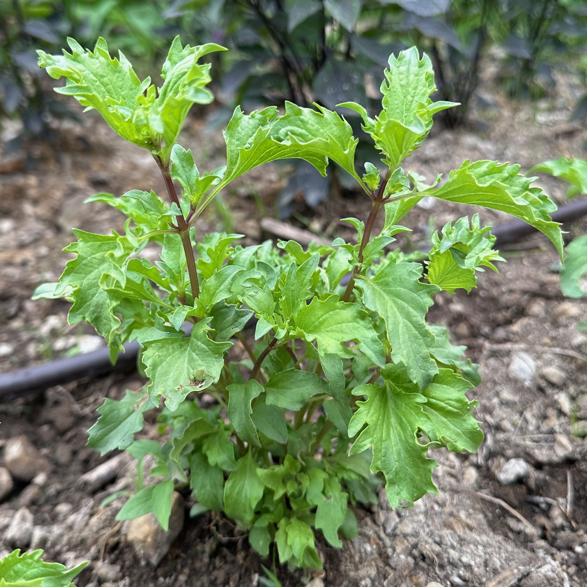 Plant Good Seed Culinary Basil Seeds - 7 Packet Collection - Heirloom Herb Seed, Full Sun Perennial