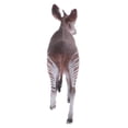 thumbnail image 4 of 2x de juguete de Okapi, de , de y bebés - Yotijar modelo animal, 4 of 9