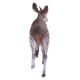 thumbnail image 4 of 2x de juguete de Okapi, de , de y bebés - Yotijar modelo animal, 4 of 9