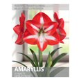 thumbnail image 1 of Amaryllis Dynasty (1 Bulb), 1 of 2