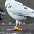 thumbnail image 4 of 100Pcs Pigeon Foot Rings Pigeons Leg Rings Racing Pigeon Bird Leg Bands Bird Foot Rings, 4 of 6