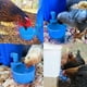 thumbnail image 3 of Bebedero automático para aves de corral, bebedero para pollo, pato, codorniz, color azul, 6 uds., 3 of 5