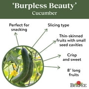 Burpee Burpless Beauty Cucumber Seeds, Slicing Cucumber, Vegetable Gardening Seeds, 1-Pack