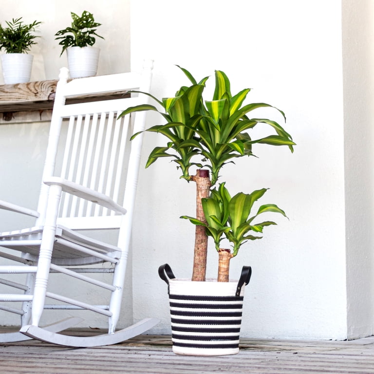 United Nursery Live Mass Cane Plant 2 Stems 28-34 inches Tall in 10 inch  Grower Pot - Walmart.com