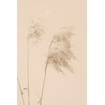 thumbnail image 2 of 1x Studio III 23x32 Gold Ornate Wood Framed with Double Matting Museum Art Print Titled - Reed Grass Begie 01, 2 of 4