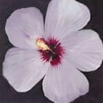 thumbnail image 3 of OToole, Tim 20x20 Black Modern Framed Museum Art Print Titled - Hibiscus Portrait I, 3 of 5