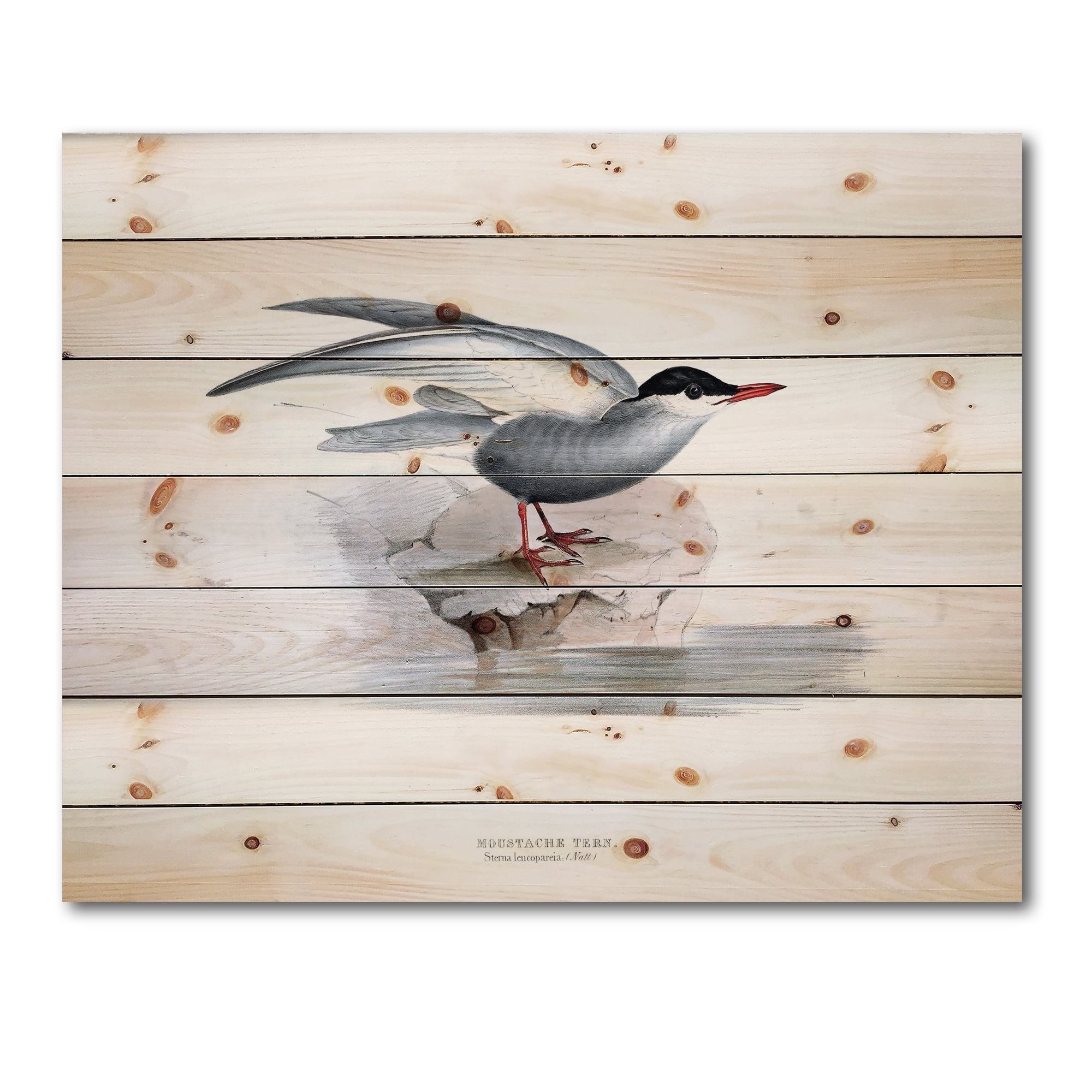 Designart 'Ancient Bird Of Europe I' Traditional Print on Natural Pine Wood
