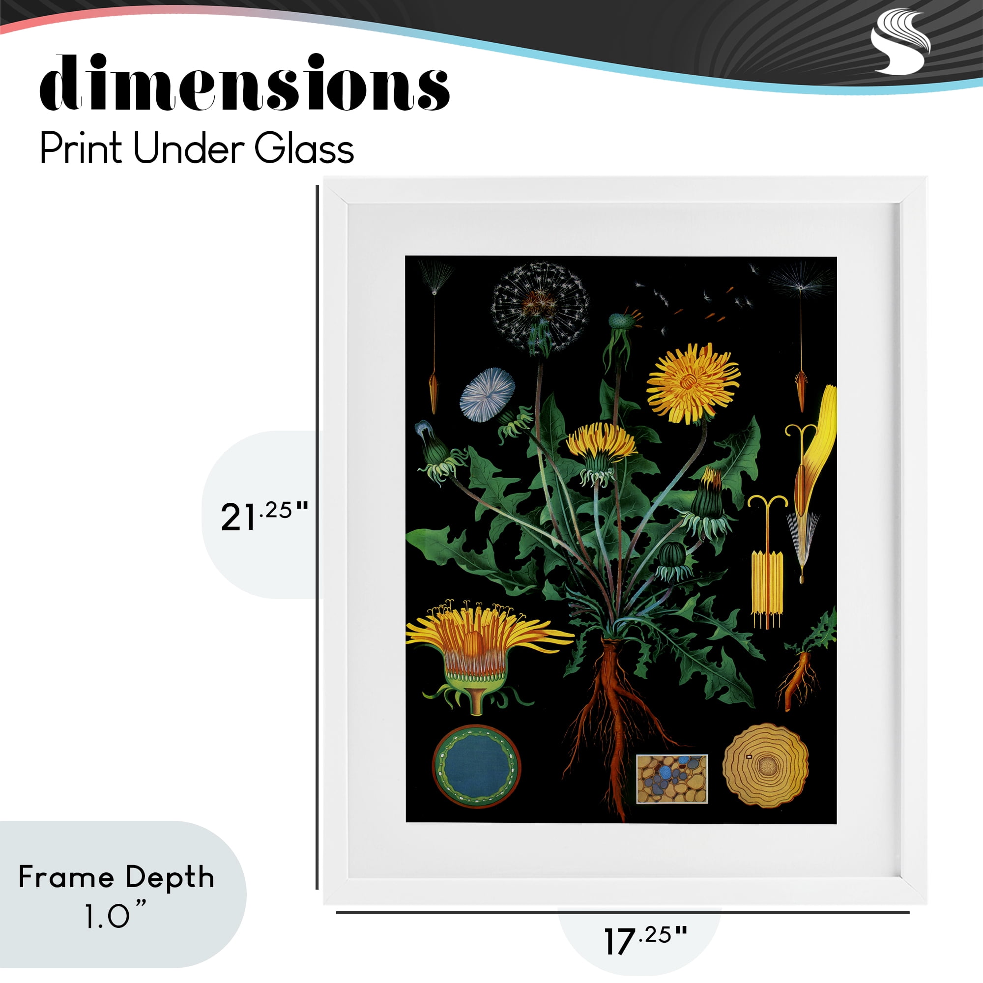 Stupell Industries Dandelion Botanical Illustration White Framed Print Under Glass, design by Vintage Hustle