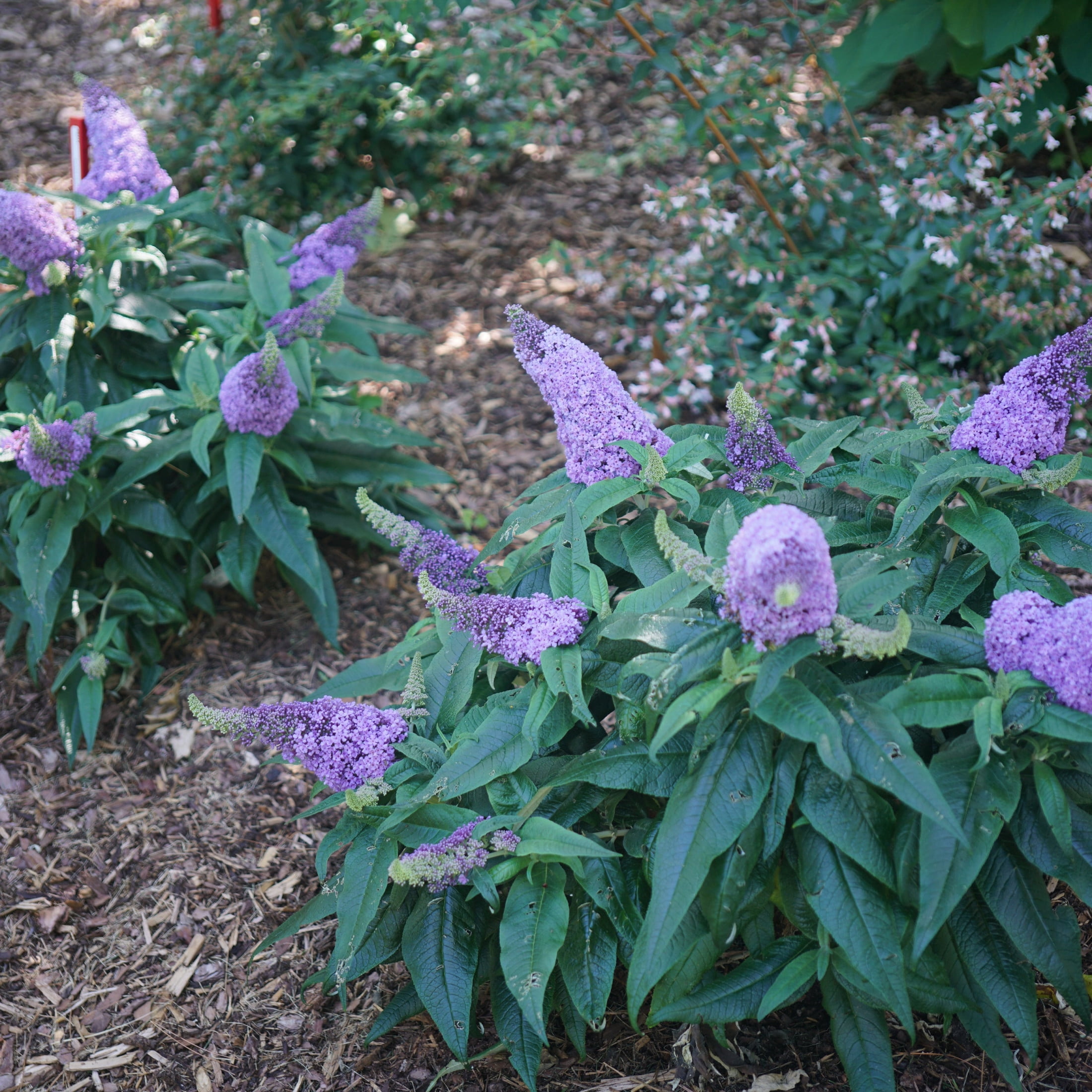Proven Winners ColorChoice 5" Purple Pugster Amethyst Butterfly Bush Live Plant in 4.5" Pot (4 Count)