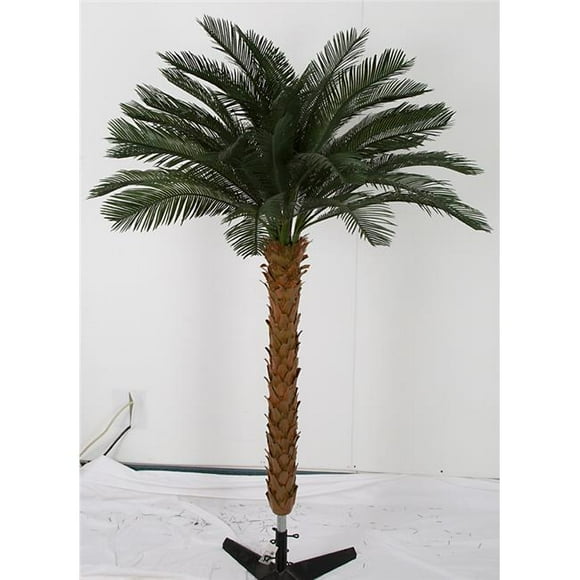 Cycas Palmier en Grappe de 3,5 Pi, Vert