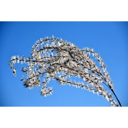 - Framed Art For Your Wall Nature Grass Plant Close Blade Of Grass Grass Seed 10x13 Frame